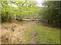 Bramshaw, fallen tree in SP5 2DW