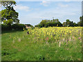 Field beside the footpath to Hell Hole in NR25 6PL