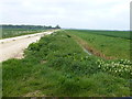 Track and dike on Button Fen, Shouldham in PE33 0DJ