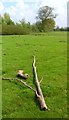 Dead Wood at Cuckoo Wood Farm in OX29 8AT