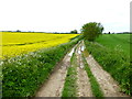 Byway between fields going towards Lee Farm in RG25 2NZ