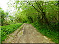 Byway along northern edge of High Wood in RG25 2PR