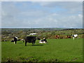 Cattle in a field near Moorgate in PL32 9QH