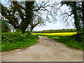 Field entrance on Back Lane in RG25 2PT