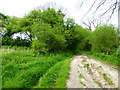 Very rutted section of byway between fields in RG25 2QG