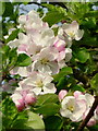 Apple blossom in HR8 2QF