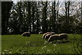 Sheep grazing in a paddock in Saleby in Beesby with Saleby