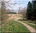 Track through Bintree Woods. in NR20 5NW