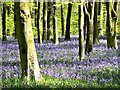 West Woods bluebells and beeches, near Marlborough in SN8 4EG