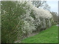 Springtime hedgerow in Brampton Ash