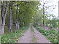 Forest track, Langedge Wood in PH2 6AA