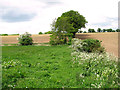 Fields by Belaugh Hole in NR12 7AQ