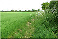 Cereal crop and cow parsley in NR12 8SF