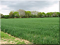 Wheat crop by Brook Farm in NR10 5DN