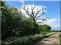 Dead tree on the road to Woodcroft Lodge near Marholm in PE6 7HN