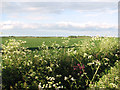 Cereal crop field north of Heath Road in NR29 5HL