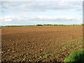 Cultivated field north of Heath Road in NR29 5HL