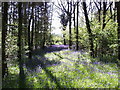 Bluebells in Round Wood. in BA13 4EF