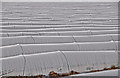 Malvern Hills District : Polythene Tunnels in WR2 6PB
