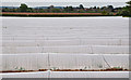 Malvern Hills : Polythene Tunnels in WR2 6PB
