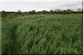 Wet crop by the old Roman Road in LN9 6QF