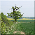 Tree on footpath across arable land, Glemsford in CO10 7PQ