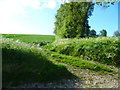 Field boundary on Shalden Lane in Bentworth & Froyle Ward