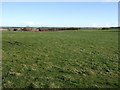 Grazing east of the A947 in AB21 0QS