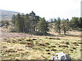 A small conifer plantation on a rocky knoll in LL24 0ES