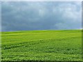Wheat field south-west of Lower Green, West Berkshire in RG17 9DS