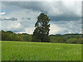Conifer in a barley field in GU34 4AB