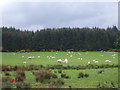 Grazing near Morangie Cottages in IV19 1HG