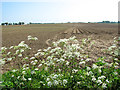 Cultivated fields by Barn Farm in NR29 3JB