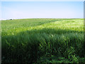 Crop fields by Lower Wood Farm in NR30 5ST