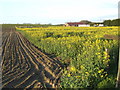 Bungalow and rape field in PE33 9TA