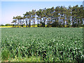 Wheat crop in the marshes below Clink Hill in NR30 5SP