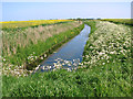 Cow parsley and oilseed rape beside drainage ditch in NR30 5SP