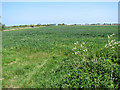 Wheat crop field north of the River Bure in NR30 5TE