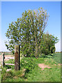 Footpath from the River Bure to Clink Hill, West Caister in NR30 5TE