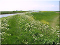 Buttercups and cow parsley growing on the bank of the River Bure in NR30 5TE