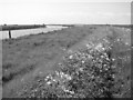 Path along the north bank of the River Bure in NR30 5TE