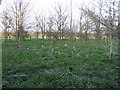 Young plantation east of Boughton in Wissey Ward