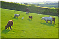 North Devon : Grassy Field & Cattle in EX36 4EB