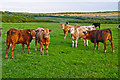 North Devon : Cattle Grazing in EX36 4EB