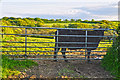 North Devon : Gate & Cattle in EX36 3PJ