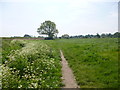 Westergate, footpath in Barnham Ward