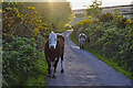 North Devon : Exmoor : Road & Cattle in EX36 3NZ
