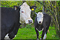 North Devon : Exmoor - Cattle Grazing in EX36 3NZ