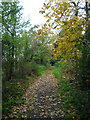 Footpath near Beech Hill in Beech Hill