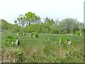 Overgrown Bales off Meadows Road in SA14 7PE